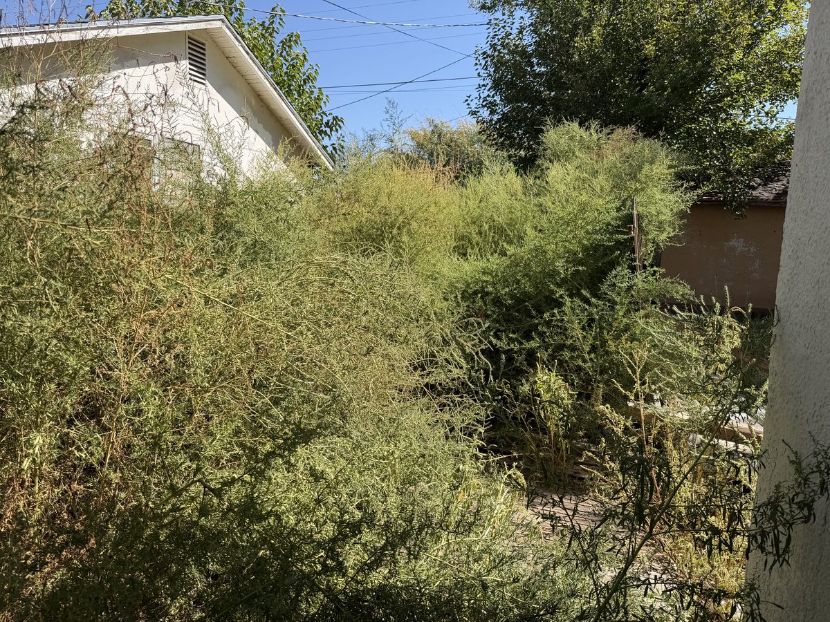 An overgrown backyard with weeds taller than the fence